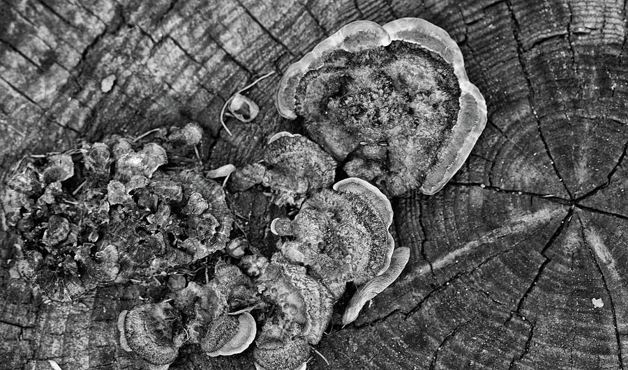 Wood fungus and tree rings Photograph by Alan Goldberg