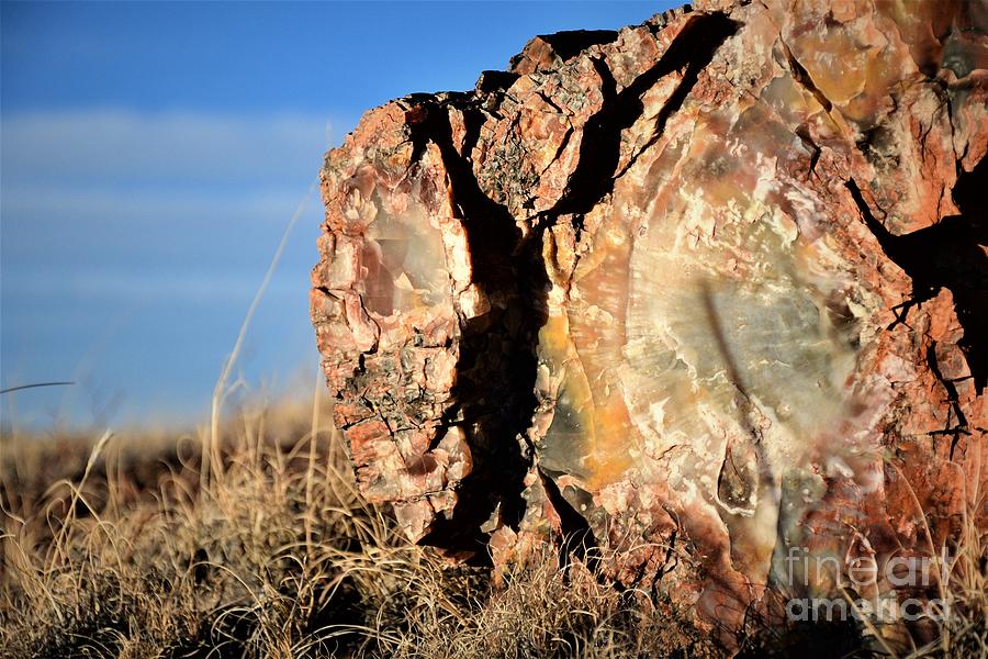 Wood Glass, Petrified Forest  Photograph by Leslie M Browning