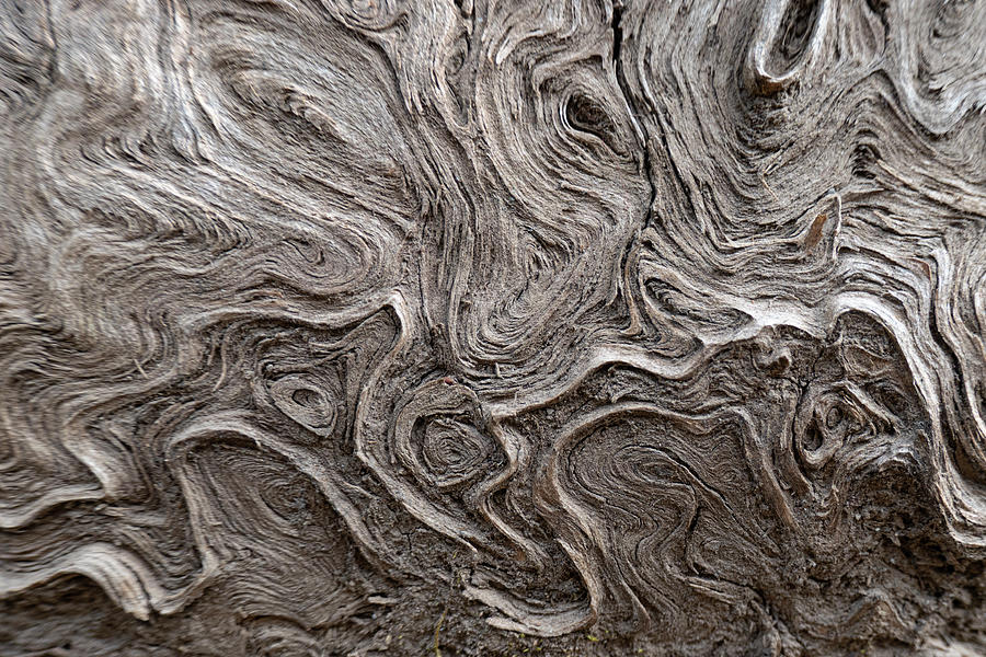 Abstract Photograph - Wood Grain Abstract by Phil And Karen Rispin
