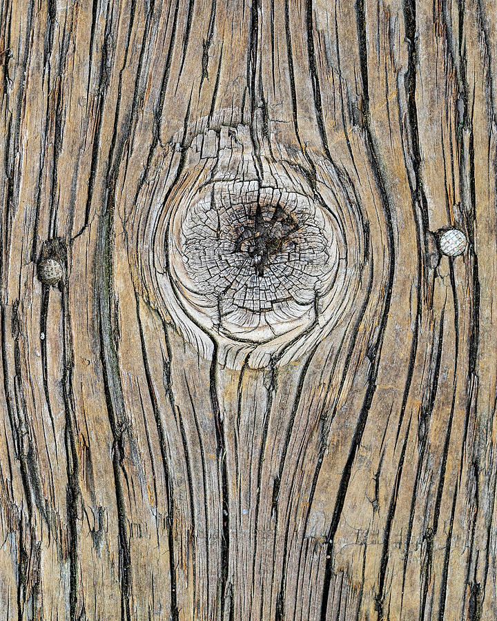 Wood Grain Plank  Photograph by Amelia Pearn