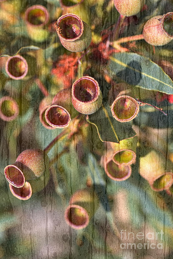 Wood Grained Gumnuts Digital Art by Joy Watson