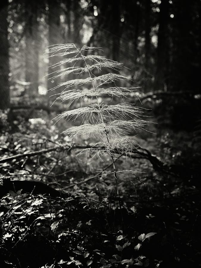 Wood horsetail in morning haze bw Photograph by Jouko Lehto