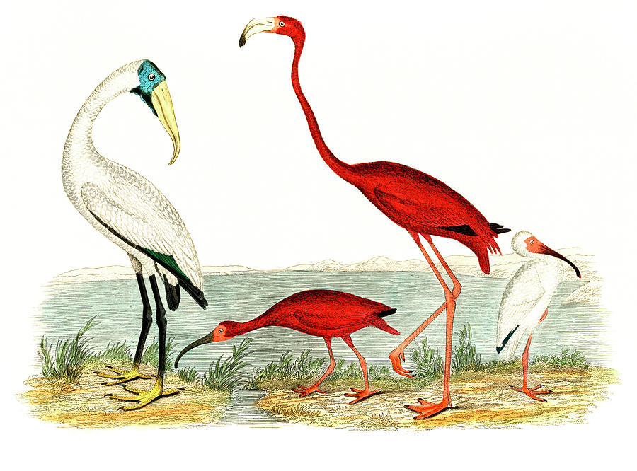 Wood Ibis And Scarlet Flamingo Drawing