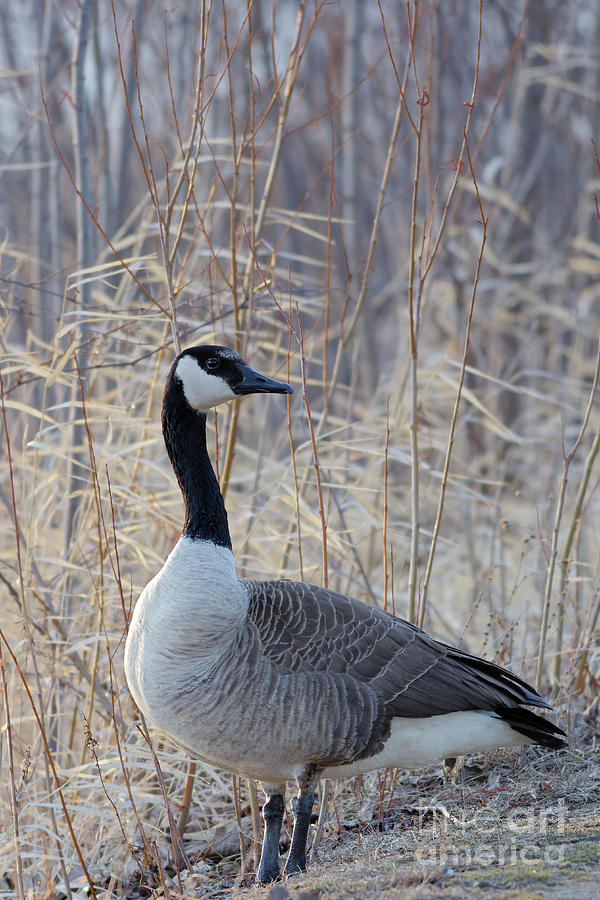 Wood Lake Goose Photograph by Natural Focal Point Photography