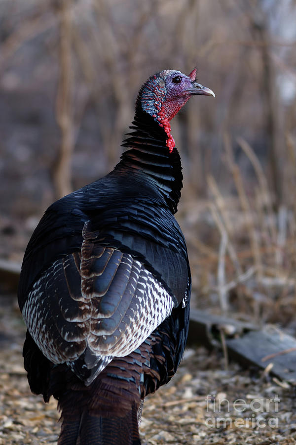 Wood Lake Turkey Photograph by Natural Focal Point Photography