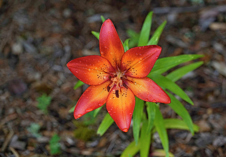 Wood Lily Photograph by Buddy Mays