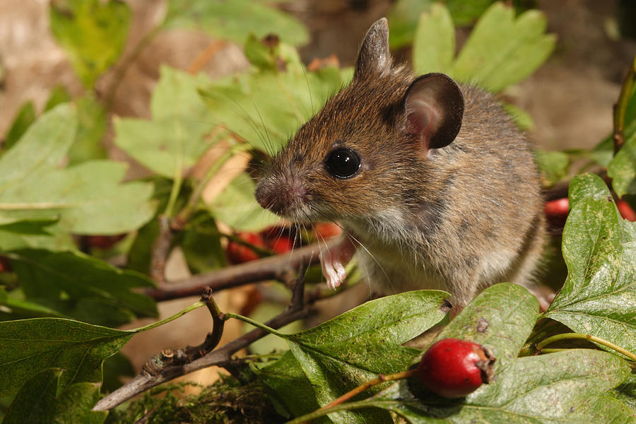 Wood mouse and hawthorn berries Photograph by Celi Azulek