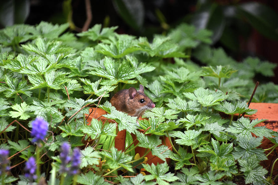 Wood mouse Dorset England Photograph by Loren Dowding