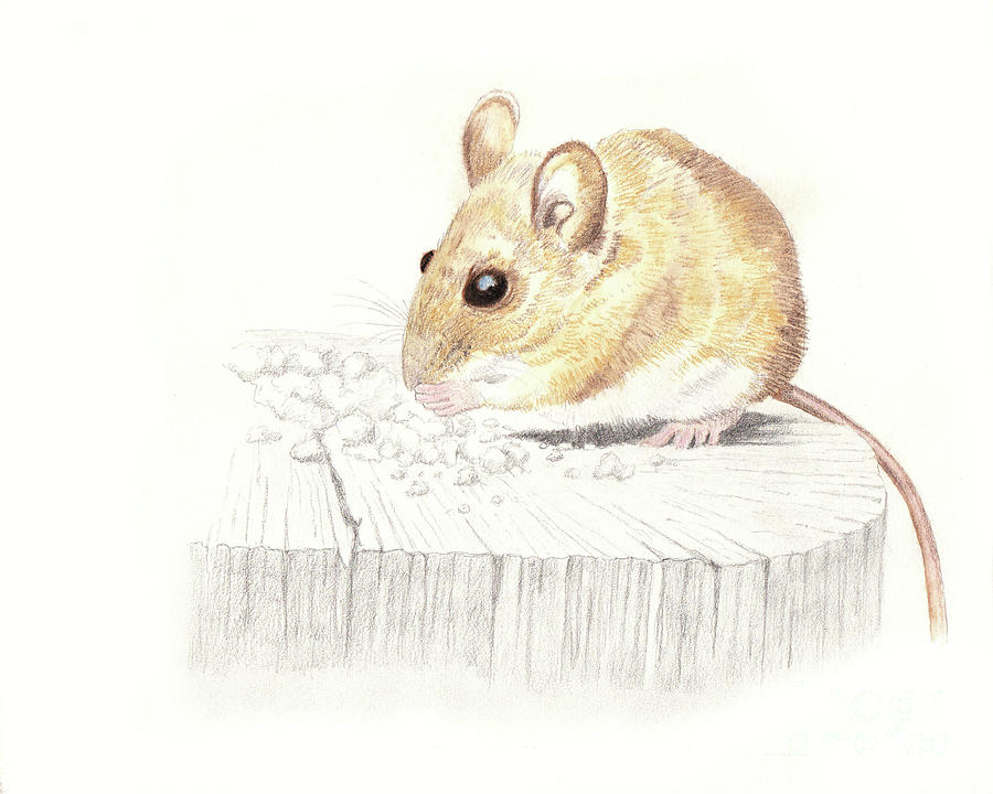 Wood Mouse Painting by Gordon Palmer