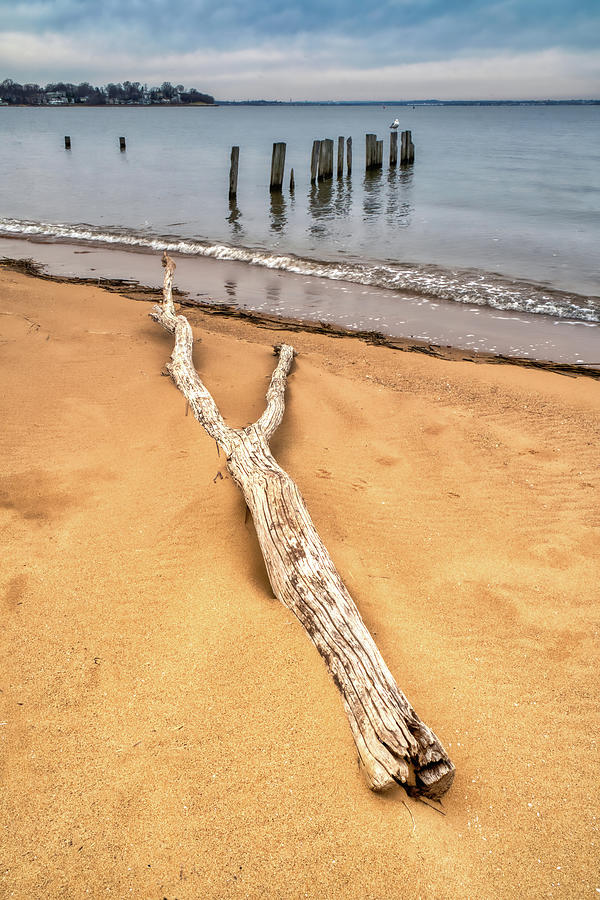 Wood On Beach And In Water Photograph by Gary Slawsky