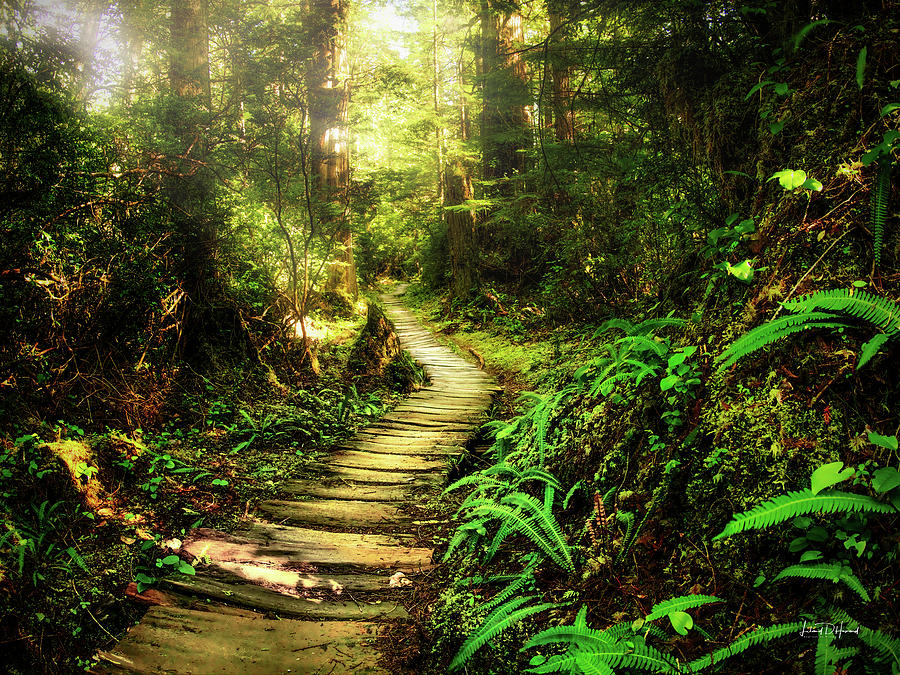 Wood Path in Forest Washington Photograph by Leland D Howard