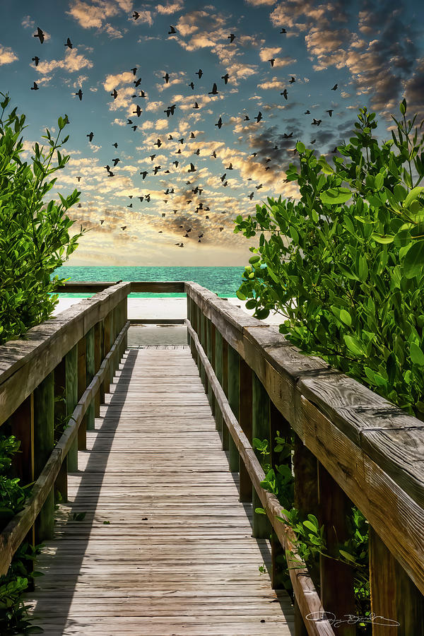 Wood Pier With Birds And Ocean Photograph by Dan Barba
