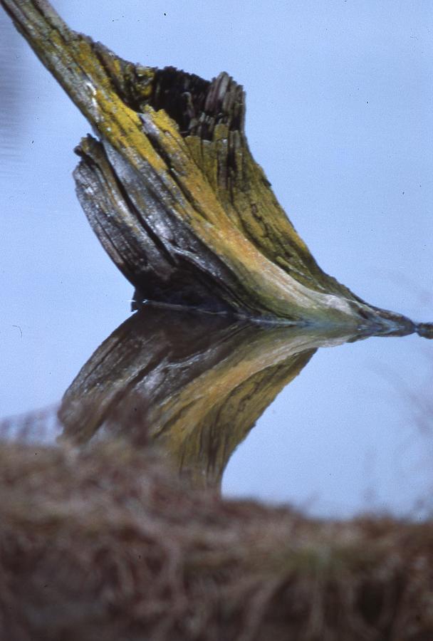 Wood reflection in Swamp Photograph by Lawrence Christopher