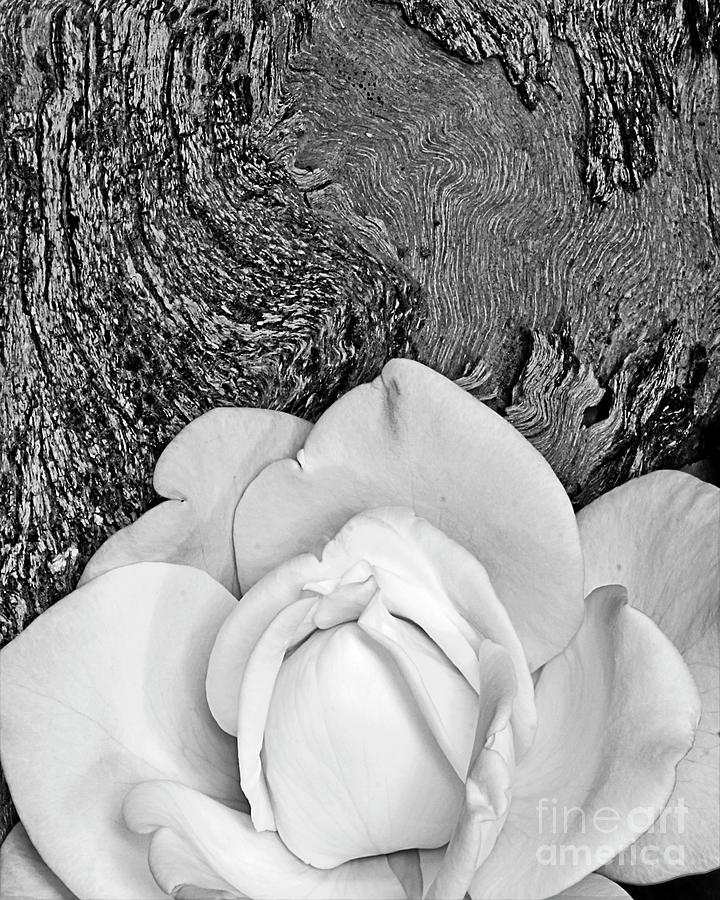 Wood Rose Photograph by Pattie Calfy