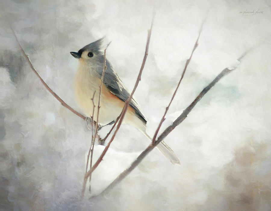 Wood, Snow, and Feathers Digital Art by Joanna Kovalcsik