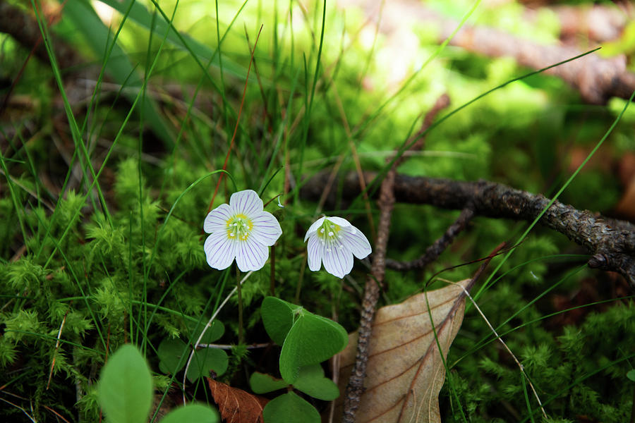 Nature Photograph - Wood Sorrel by Alternative Perspectives