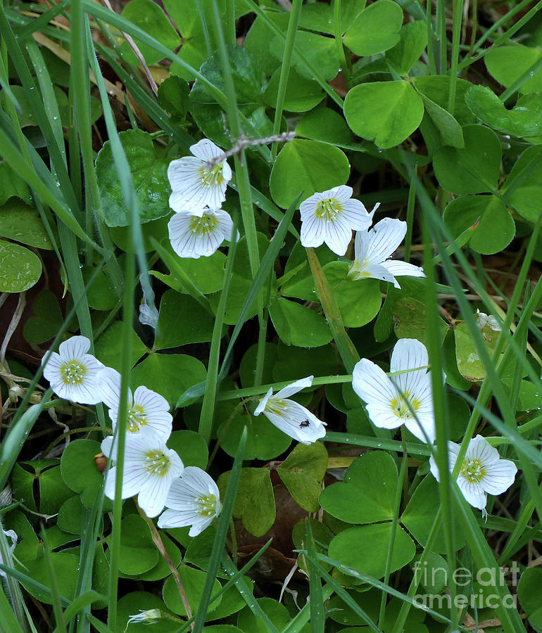 Wood Sorrel Photograph by Phil Banks
