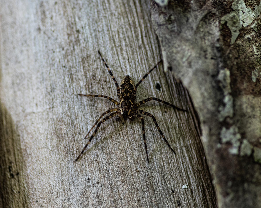 Wood Spider Photograph by Dylan Thompson - Pixels