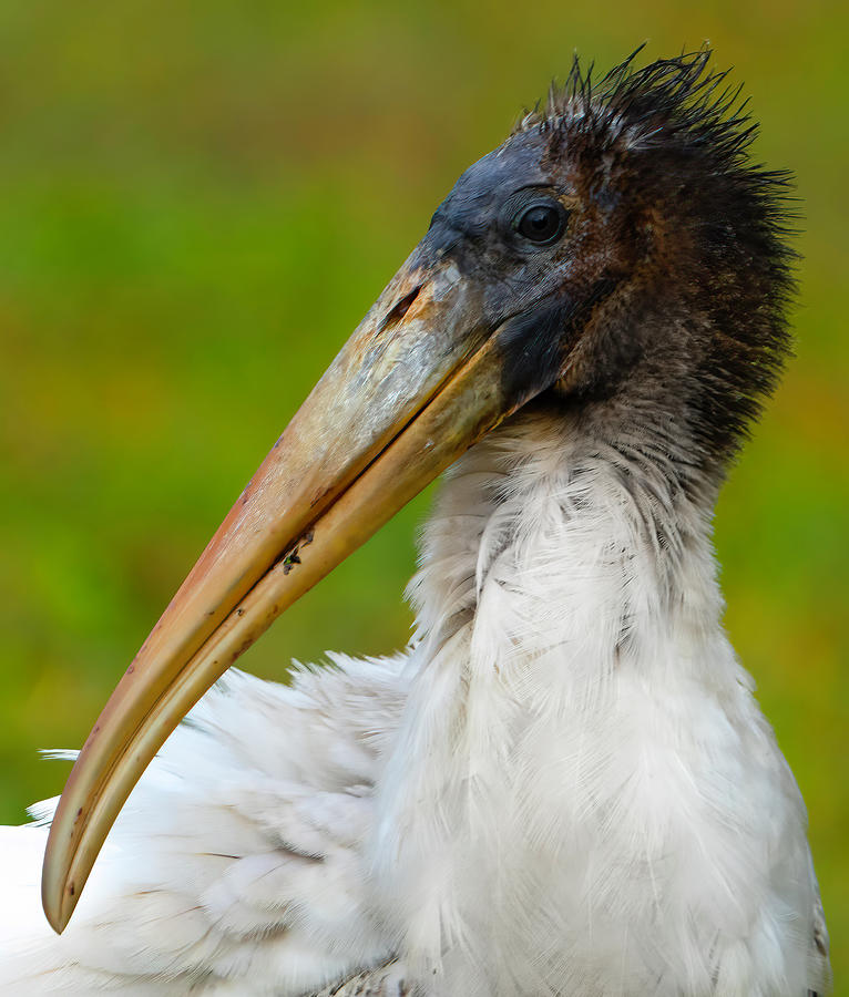 Wood Stork 2 Photograph by Larry Marshall