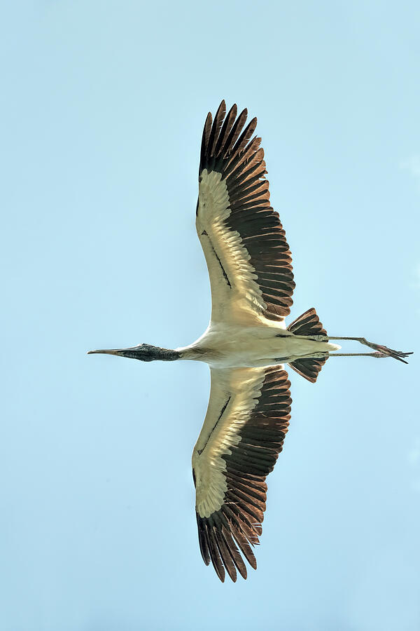 Stork Photograph - Wood Stork 3833 by Matthew Lerman
