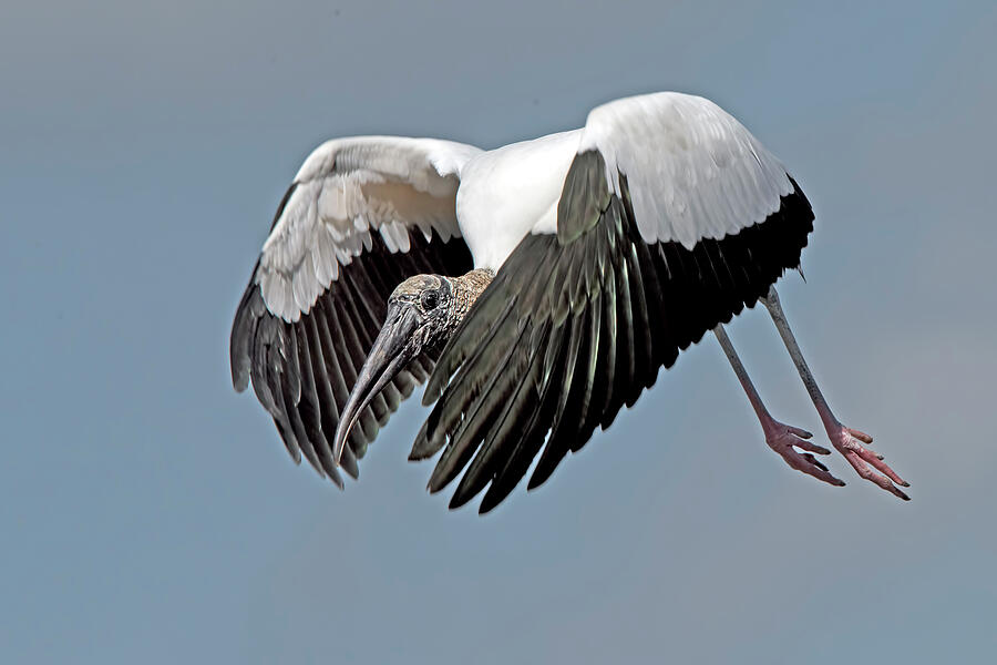 Wood Stork 3861 Photograph by Matthew Lerman - Fine Art America