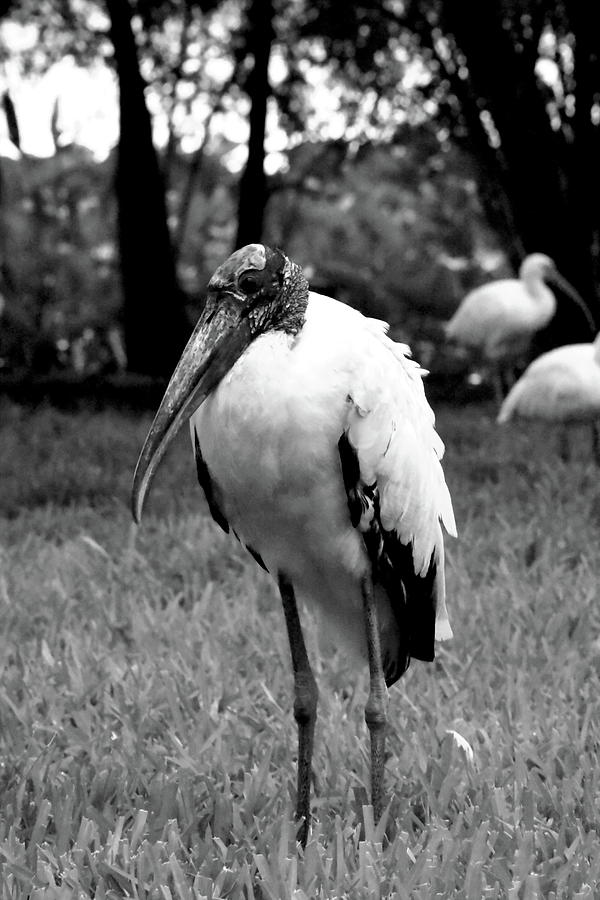 Wood Stork at Lake Morton Black And White Photograph by Christopher Mercer