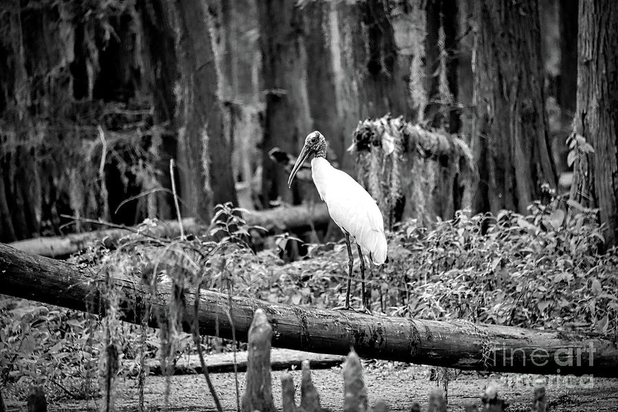  Wood Stork Bird 2 #blackwhite Photograph by Andrea Anderegg