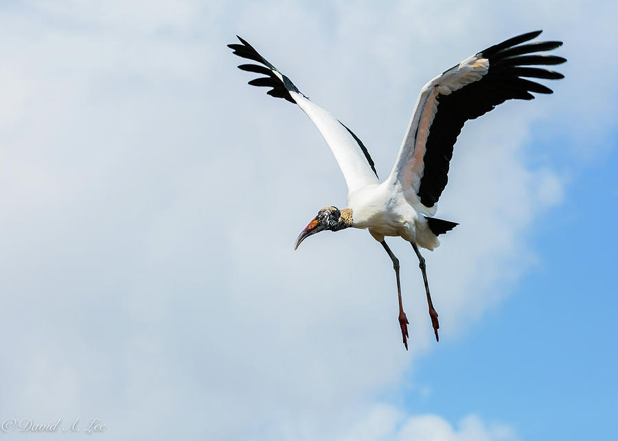 Wood Stork Photograph by David Lee