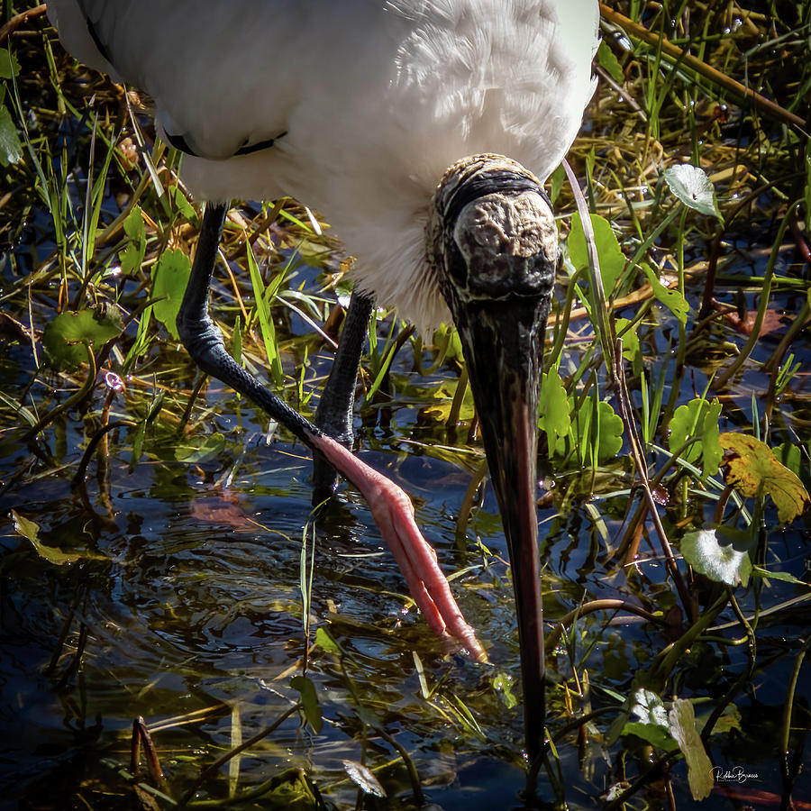 Wood Stork Digging for Food Photograph by Philip And Robbie Bracco