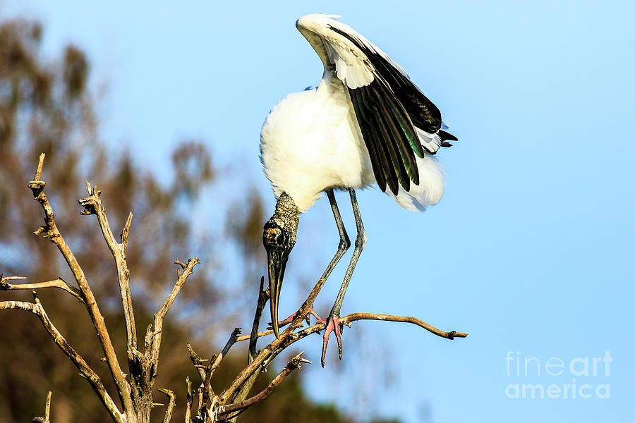 Wood Stork Green Cay Florida Photograph by Ben Graham