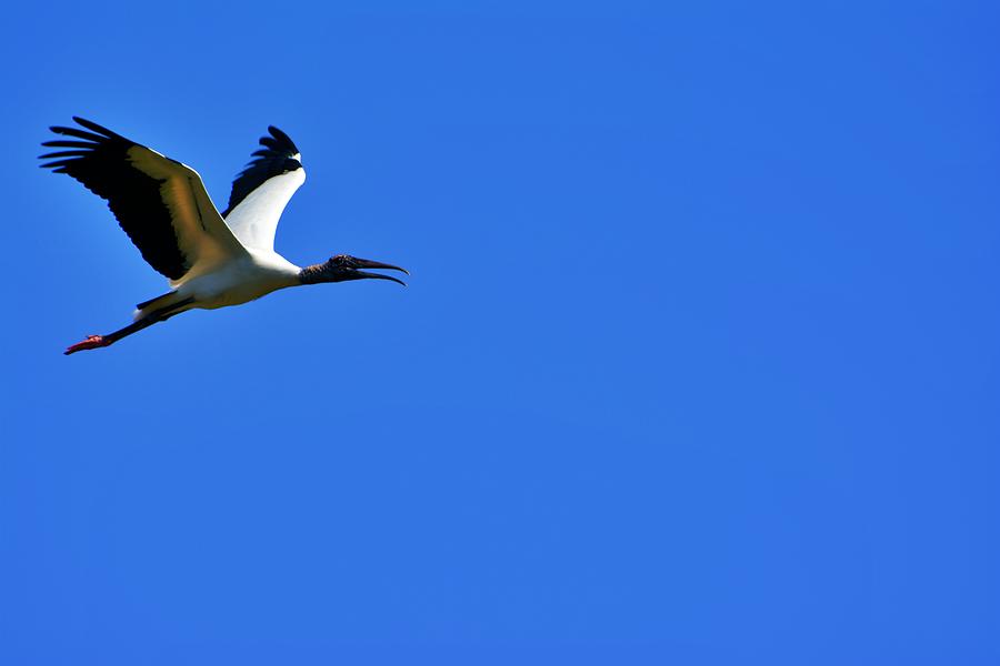 Wood Stork In Flight Photograph by Don Columbus