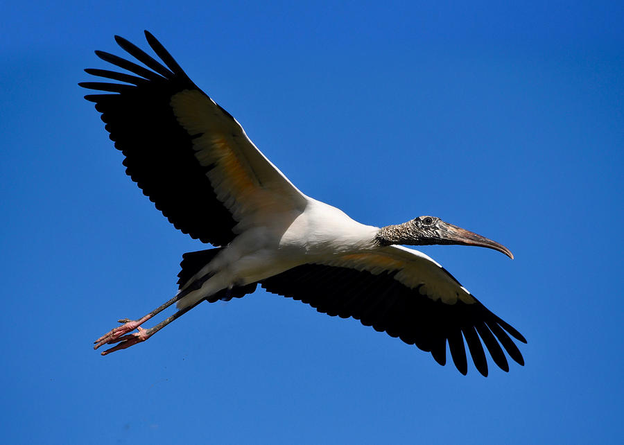 Wood Stork in Flight Photograph by Richard Bryce and Family
