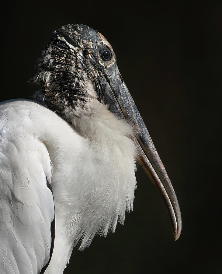 Wood Stork Photograph by Larry Marshall