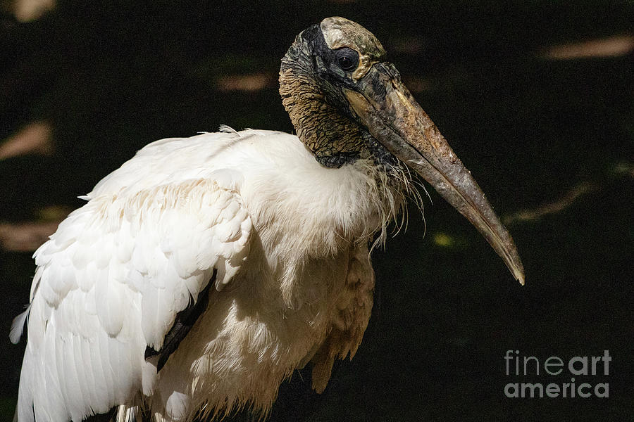 Animals Photograph - Wood Stork by Nicki Hoffman Animals Photograph - Wood Stork by Nicki Hoffman