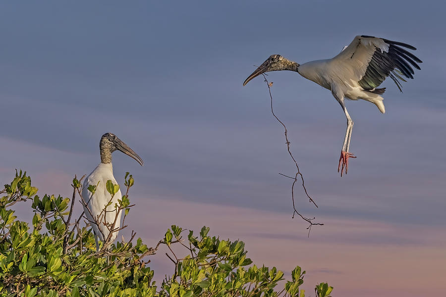 Wood Stork Returns To Nest Photograph by Susan Candelario