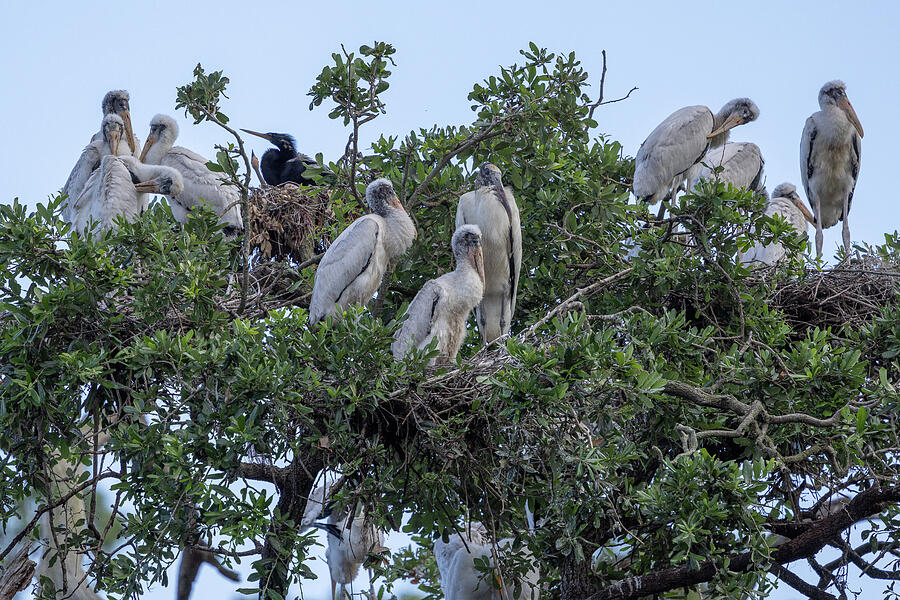 Wood Stork Rookery Photograph by Patricia Schaefer Wood Stork Rookery Photograph by Patricia Schaefer