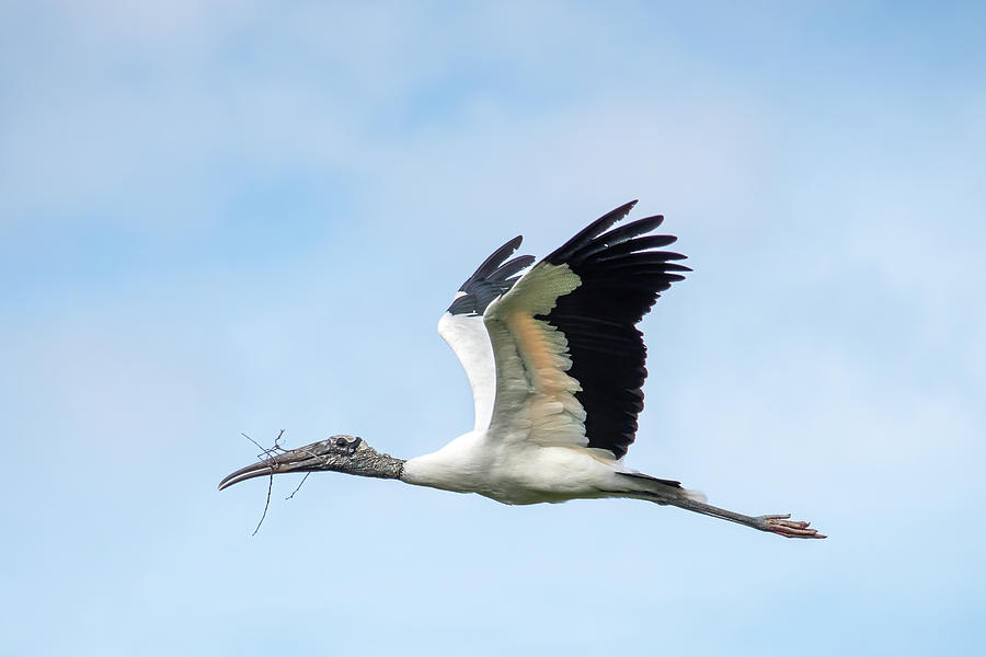 Wood Stork with Stick Photograph by Bradford Martin