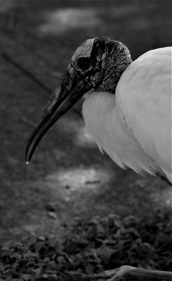 Bird Photograph - Wood Stork with Water Drop in Black and White by Warren Thompson