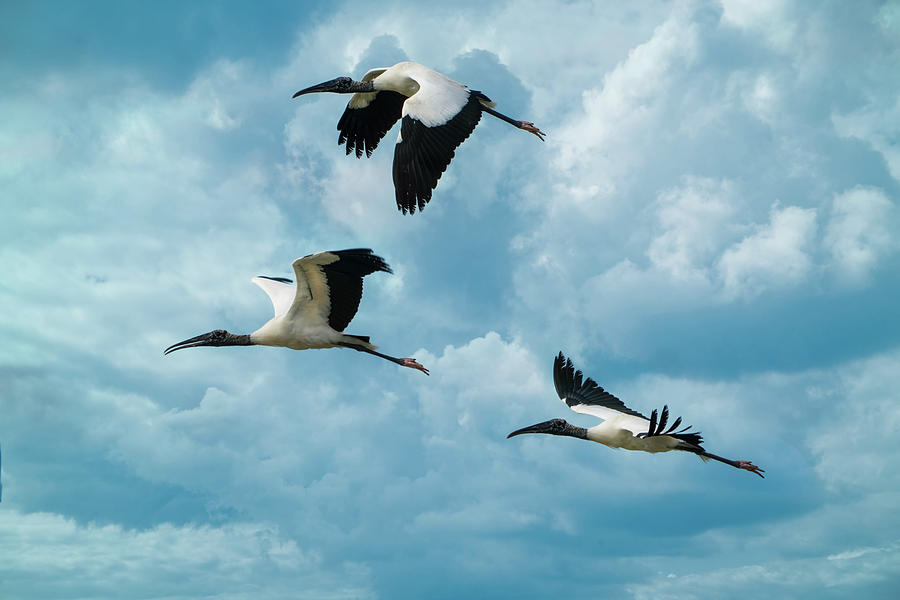 Wood Storks In Flight Photograph by Chris Lord