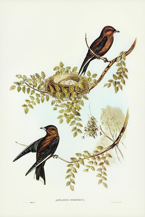 John Gould Drawing - Wood Swallow, Artamus sordid by John Gould