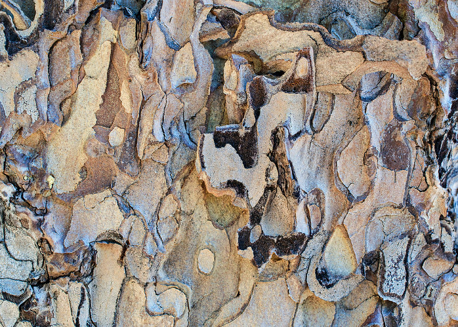 The bark of a pine tree Photograph by Alessandra RC