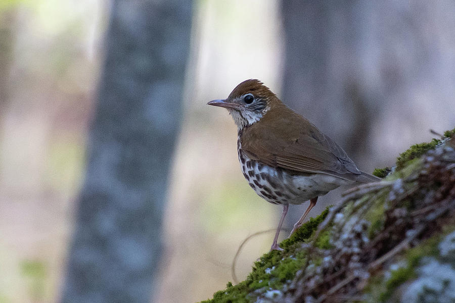 Wood Thrush in the Forest Photograph by Cascade Colors