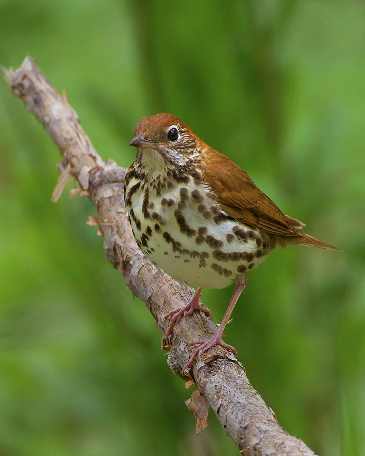 Wood Thrush Photograph by Timothy McIntyre