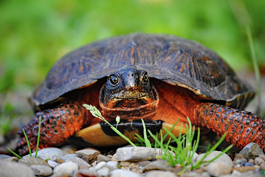 Wood Turtle #2 Photograph by Ralph Scherder | Fine Art America