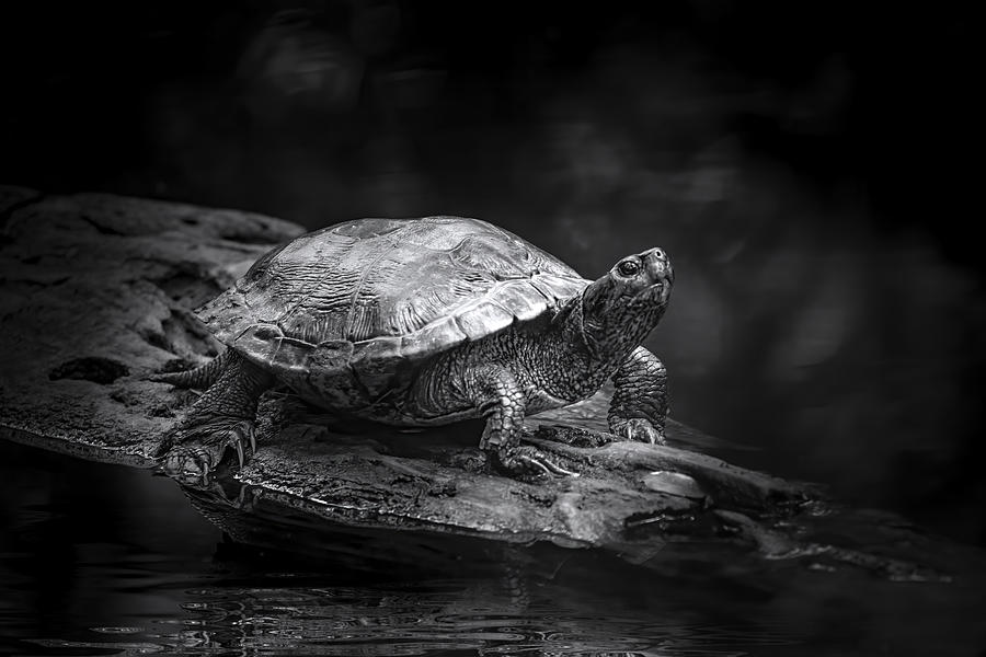 Wood Turtle Photograph by Mark Andrew Thomas - Fine Art America