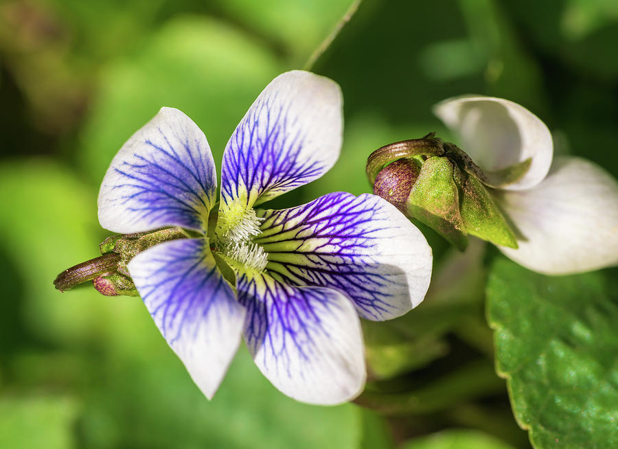 Wood Violet I Photograph by Marianne Campolongo