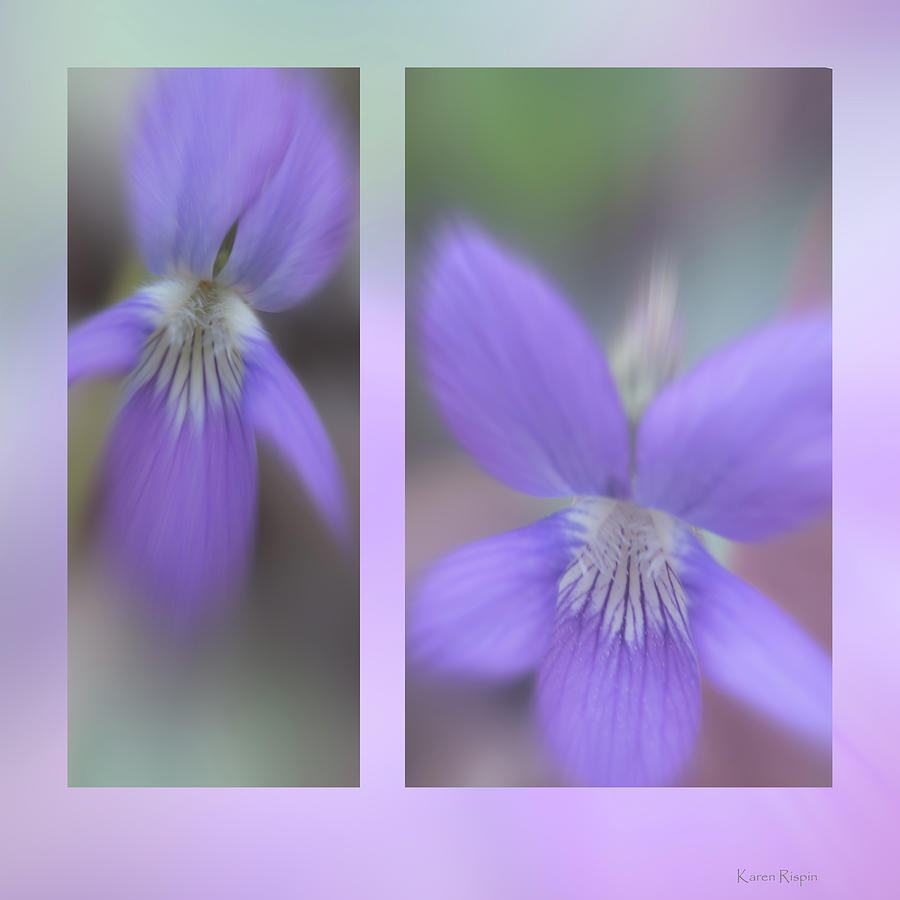 Spring Photograph - Wood Violet by Phil And Karen Rispin