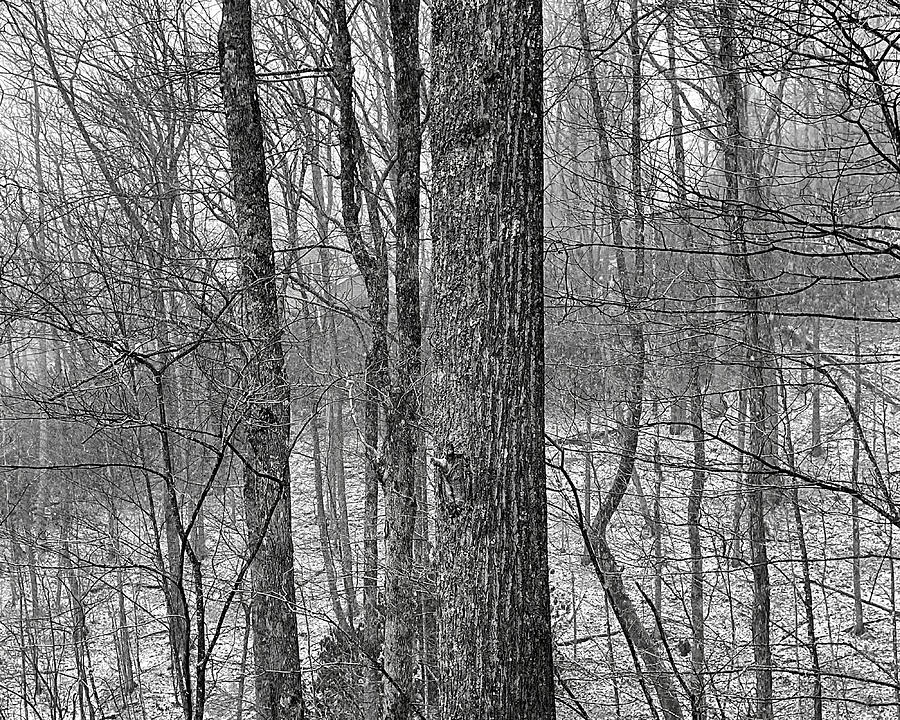 Wood With Light Snow BW Photograph by Lee Darnell
