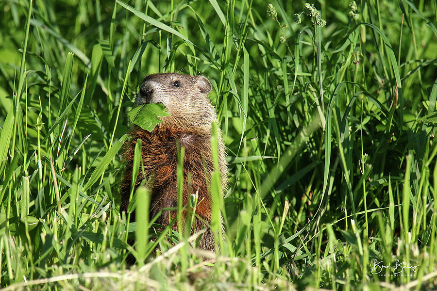 Woodchuck eating leaf Photograph by Brook Burling