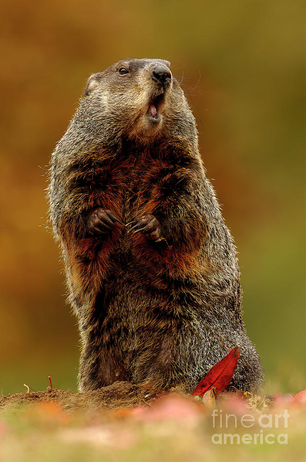 Woodchuck in Autumn MA7722 Photograph by Mark Graf